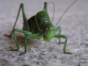 Insekten / Insects